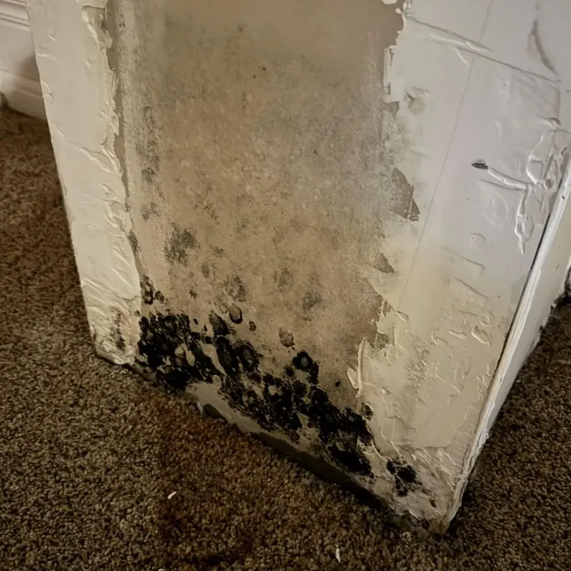 Professional Mold Removal in Kinsley, KS